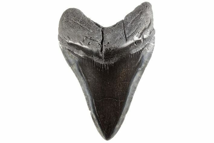 Fossil Megalodon Tooth - Polished Blade #200823